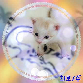 믹스묘 이미지 파일 입니다.